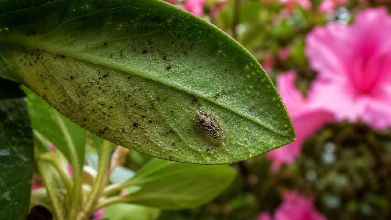 Insecticidal Soap for Lace Bugs: Underside Spray Timing That Actually Works