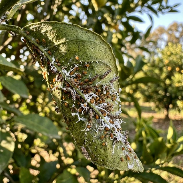 Insecticidal Soap for Tomatoes (2026)