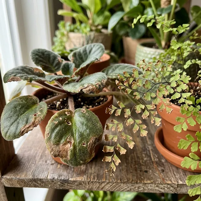 Plants Sensitive to Insecticidal Soap (2026)