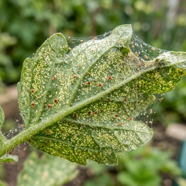 How to Get Rid of Spider Mites Naturally (2026)